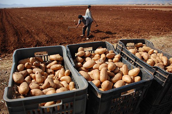 الجزائر ستصدّر البطاطا إلى روسيا وإنجلترا قريبا
