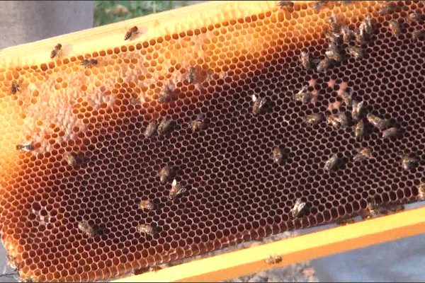 بسكرة: تربية النحل في الدوسن.. مبادرة جديدة تستحق المتابعة