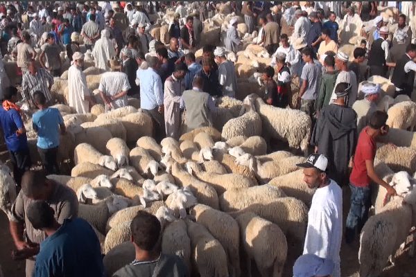 بسكرة: أسعار الأضاحي تنهار بسوق أولاد جلال أياماً قبل العيد