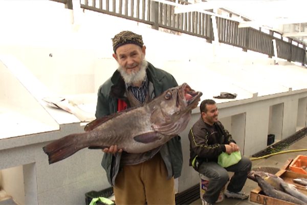 الجزائر تسترجع حصّتها الأصلية من صيد سمك التونة والمقدّرة بـ 5 بالمائة قريباً