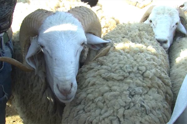 Costantine : hausse des prix des moutons deux jours avant l’Aid