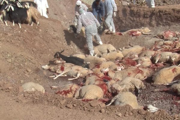 النعامة: إتلاف 495 رأس ماشية موبوءة بالطاعون دخلت من المغرب