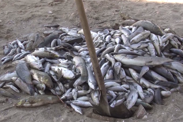 كارثة إيكولوجية خطيرة تتسبّب في نفوق أطنان من الأسماك بحوض سيبوس بعنابة