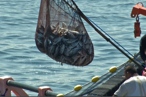 الجزائر تسجل عجزا بـ 80 ألف طن سنويا في تغطية الطلب المحلي للأسماك
