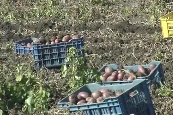 توقع إنتاج 200 ألف طن من البطاطا مطلع 2017