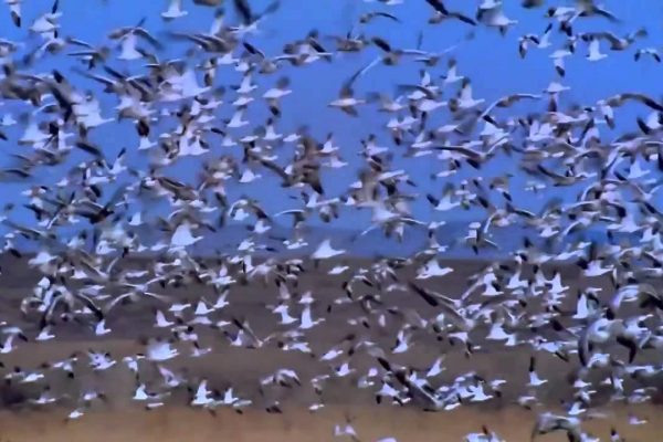 نفوق أزيد من 800 طائر بسبب أنفلونزا الطيور بغرداية!