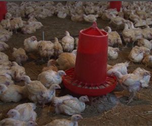 الدجاج ب160 دينار… مربون يستغيثون وممونون يتبرؤون بسكيكدة