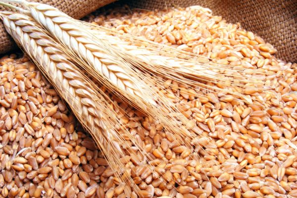 الجزائر تشتري 120 ألف طن من القمح الصلب