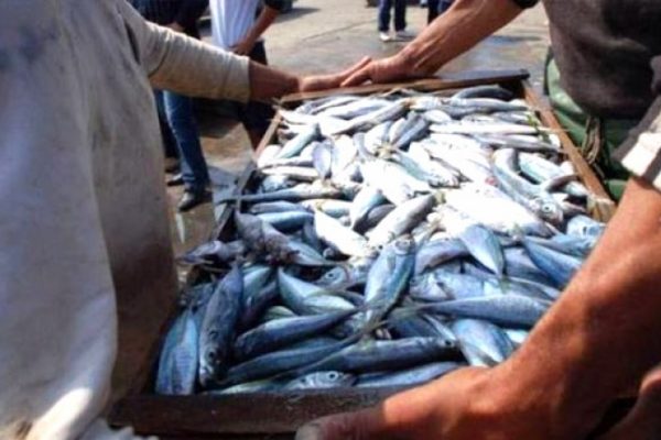 نحو إنتاج ما لا يقل عن 100.000 طن من السمك آفاق 2020 عبر الوطن
