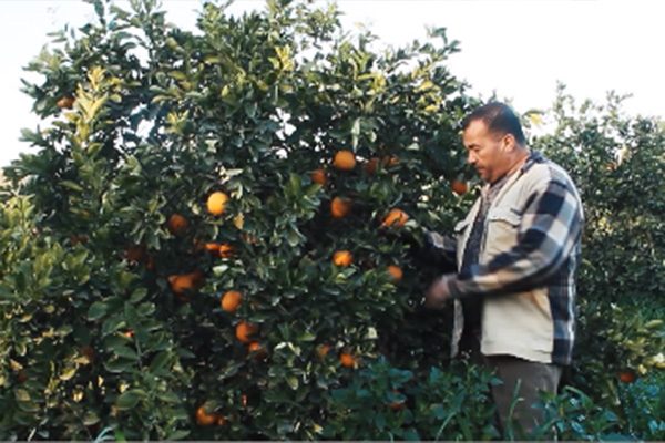 الشلف: الاسمنت يزحف على أراضي البرتقال والفلاحون يستغيثون !