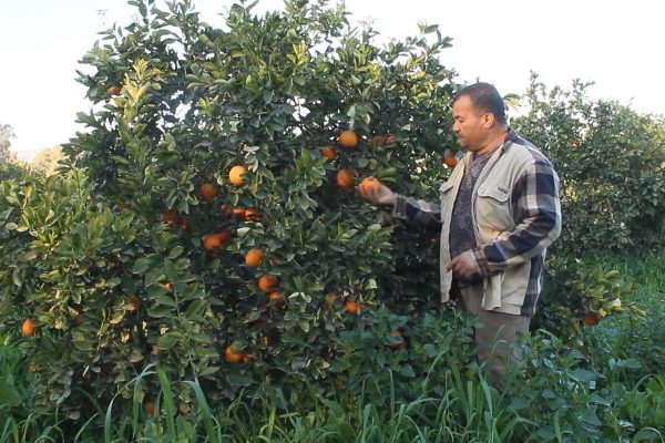 “البرتقال الشلفي” المنتوج الذي يبحث عن مكانة في الاسواق العالمية